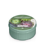 Kringle Candle Succulents illatgyertya illatgyertya (42 g)